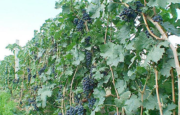 红花继木常用规格有哪些